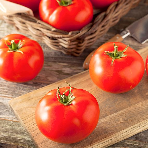 Tomato 'Legend' (Determinate) - Organic Seeds