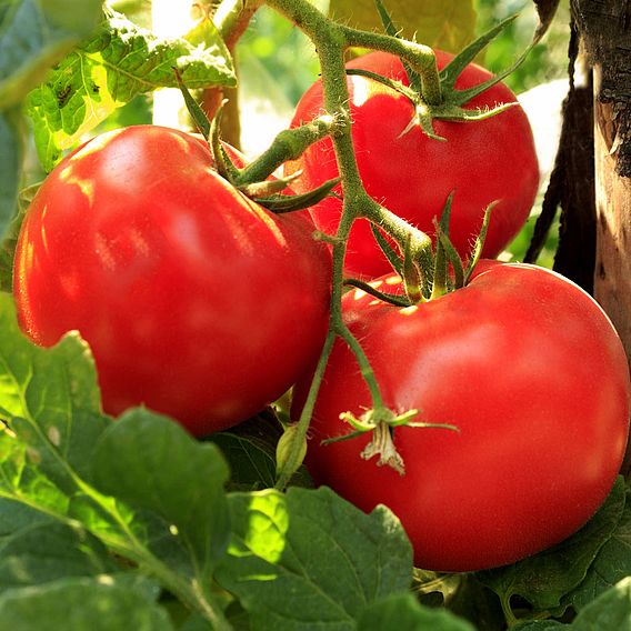 Tomato 'Legend' (Determinate) - Organic Seeds