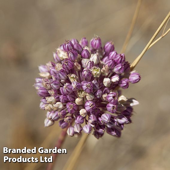 Allium Collection