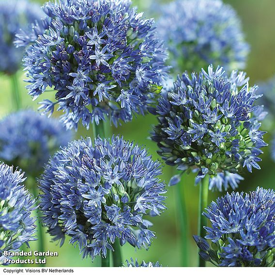 Allium caeruleum