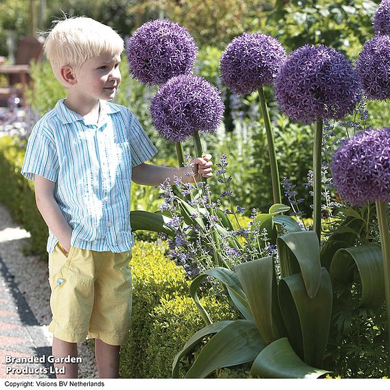 Allium 'Globemaster'