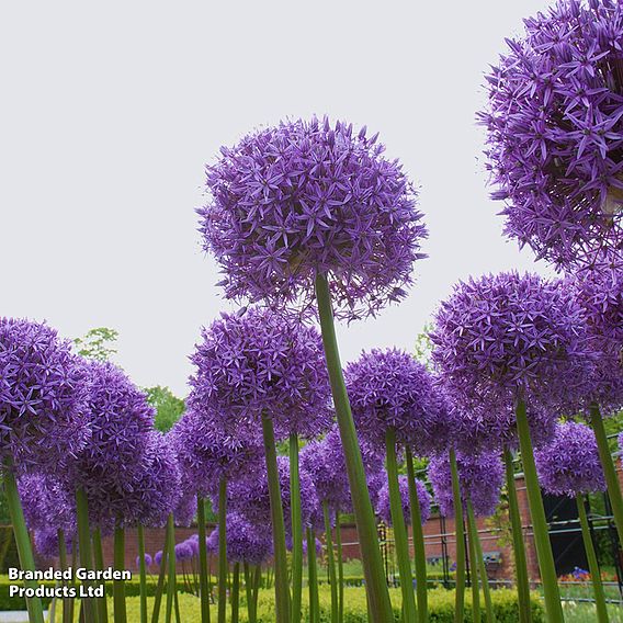 Allium 'Globemaster'