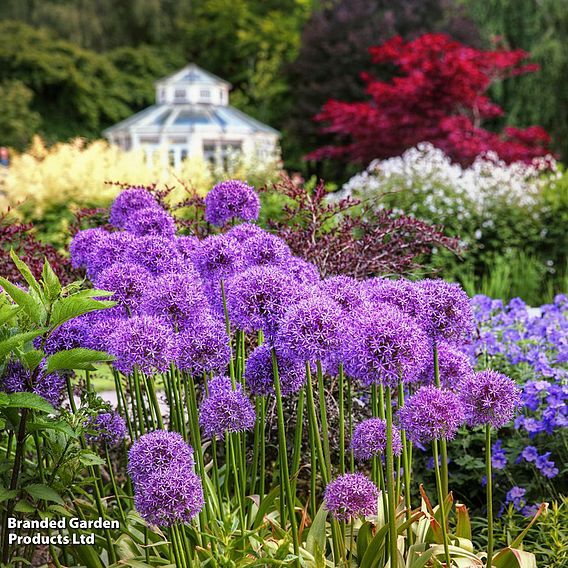 Allium 'Globemaster'