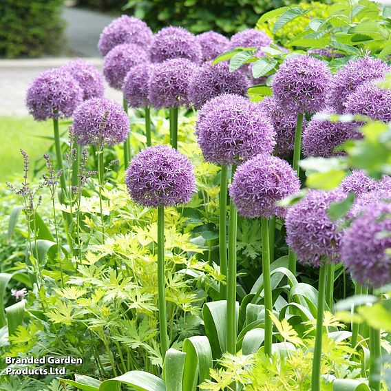 Allium 'Globemaster'