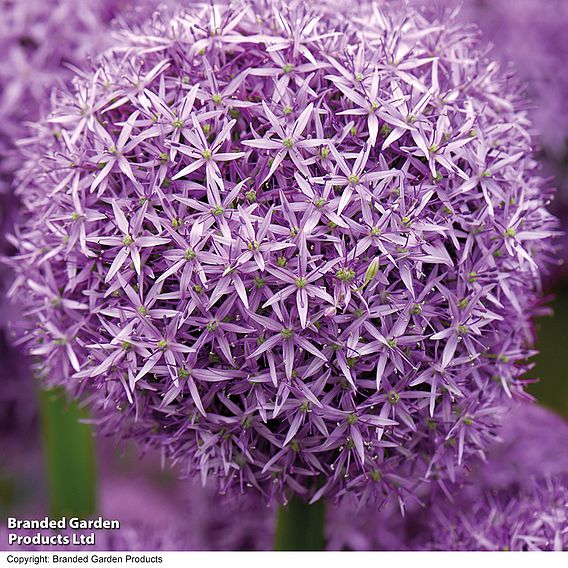 Allium 'Globemaster'