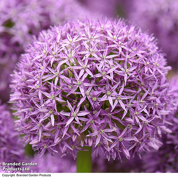 Allium 'Globemaster'