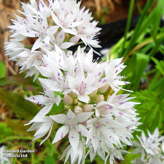 Allium amplectens 'Graceful Beauty'