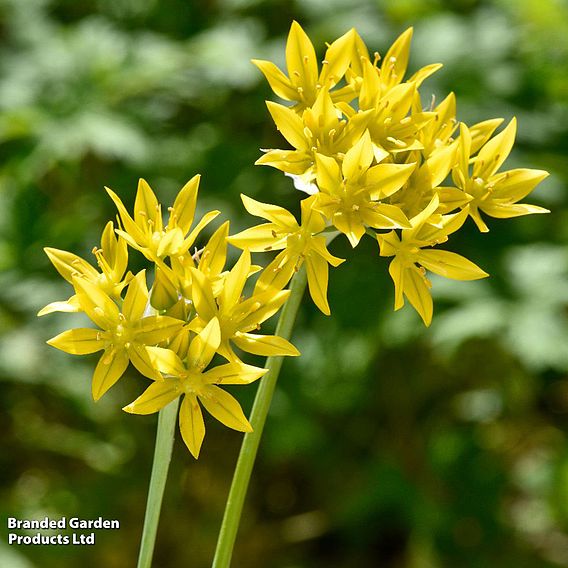 Bumper Allium Collection