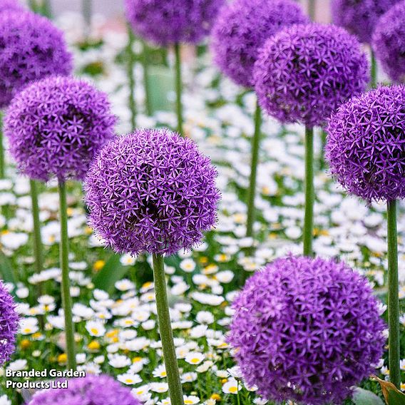 Allium 'Purple Sensation'