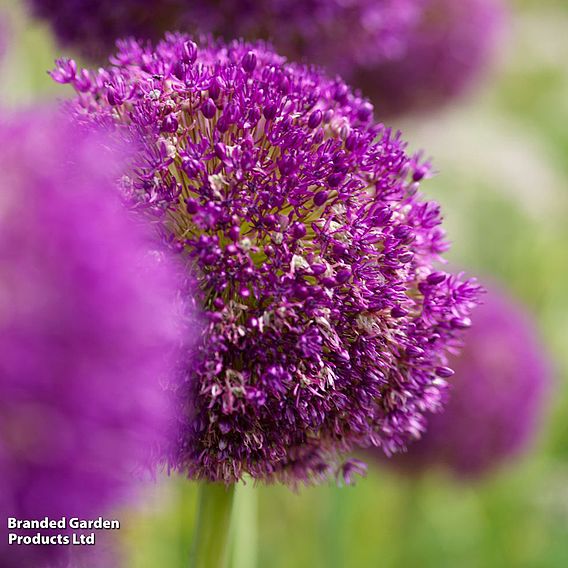 Allium 'Purple Sensation'