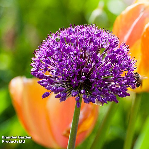 Allium 'Purple Sensation'