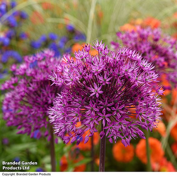 Allium 'Purple Sensation'