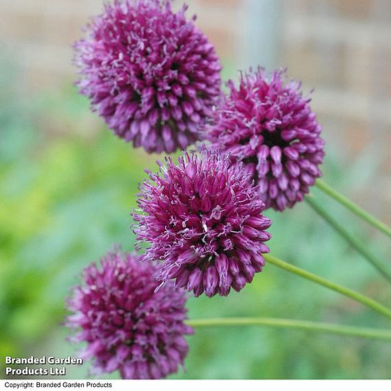 Bumper Allium Collection