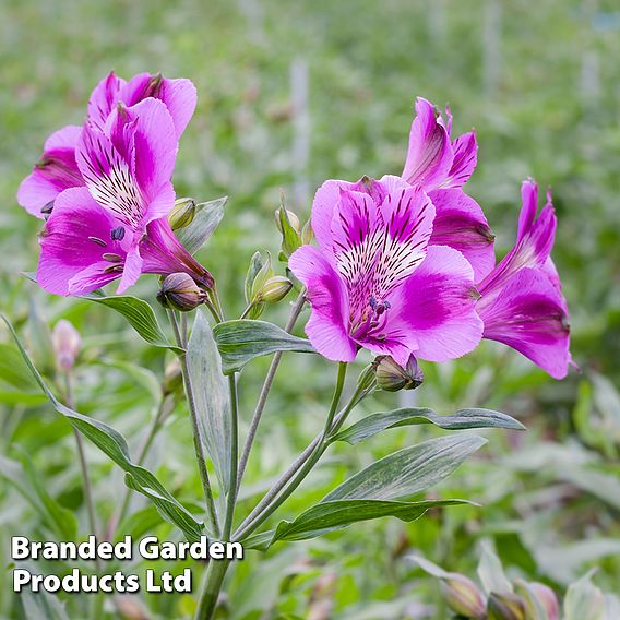 Alstroemeria 'Butterfly Hybrids'