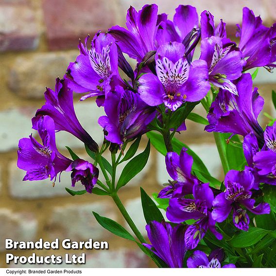 Alstroemeria 'Butterfly Hybrids'