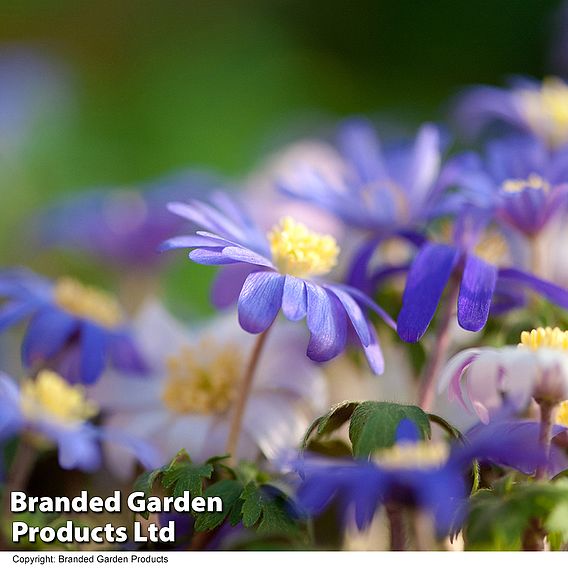 Anemone blanda