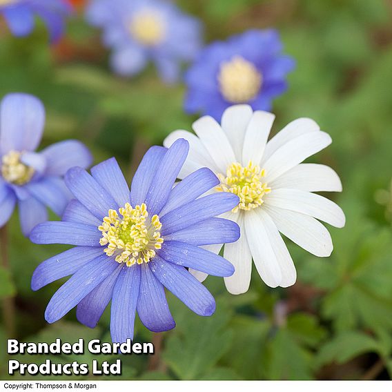 Anemone blanda