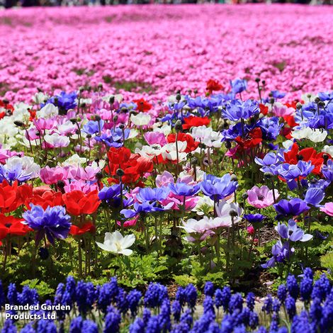 Anemone coronaria 'De Caen' Mixed