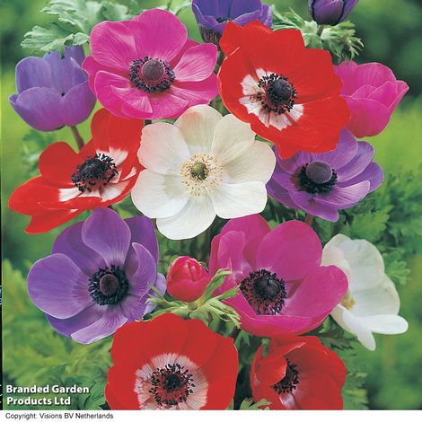 Anemone coronaria 'De Caen' Mixed