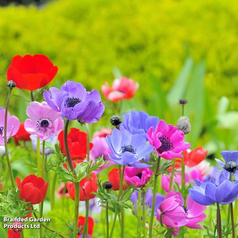 Anemone coronaria 'De Caen' Mixed