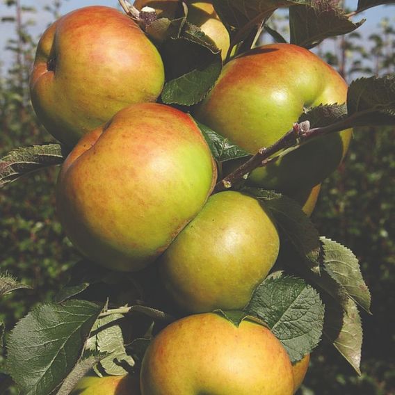 Apple 'Bramley's Seedling'