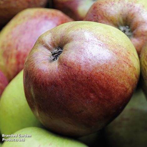 Apple 'Howgate Wonder'