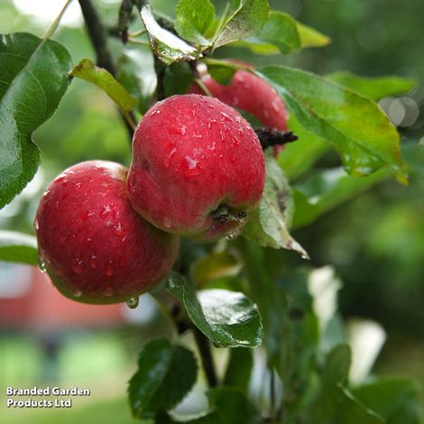 Apple 'Worcester Pearmain'