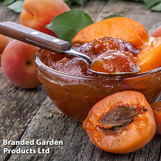 Apricot 'Flavorcot'®