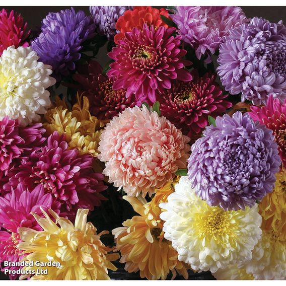 Aster 'Duchess Mixed Colours' - Seeds