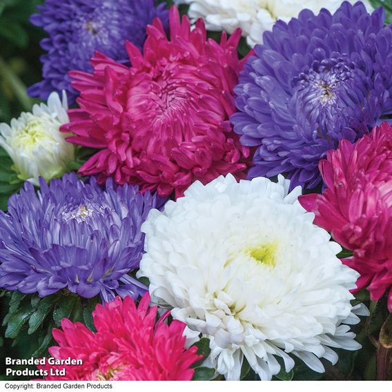 Aster 'Milady Mixed' - Seeds