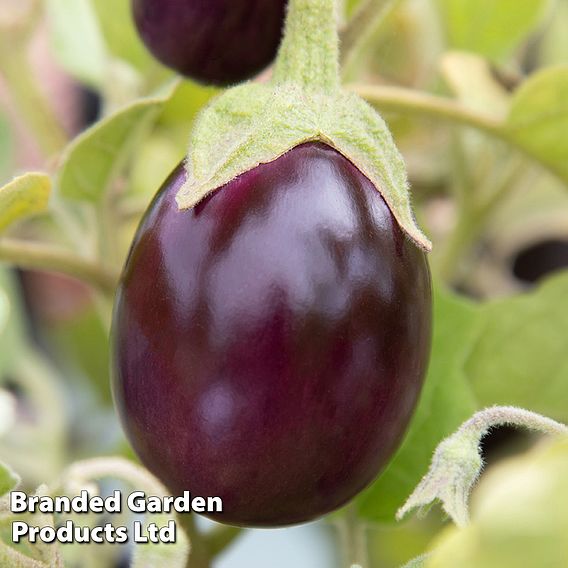 Aubergine 'Baby Black Jack'