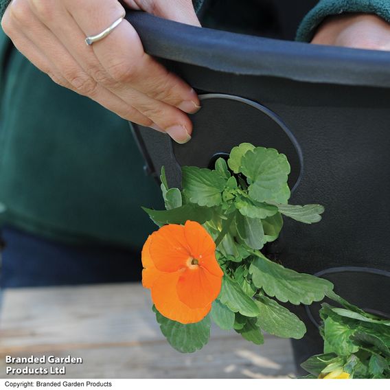 BloomAround Hanging Basket