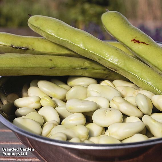 Broad Bean 'Aquadulce Claudia'