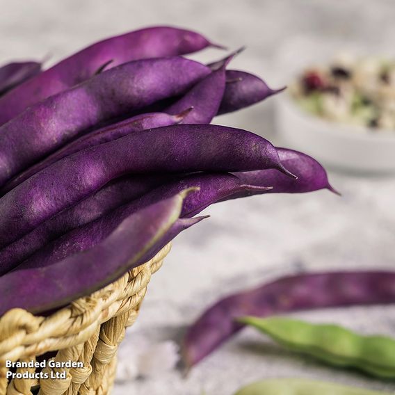 Climbing French Bean 'Blauhilde' - Organic Seeds