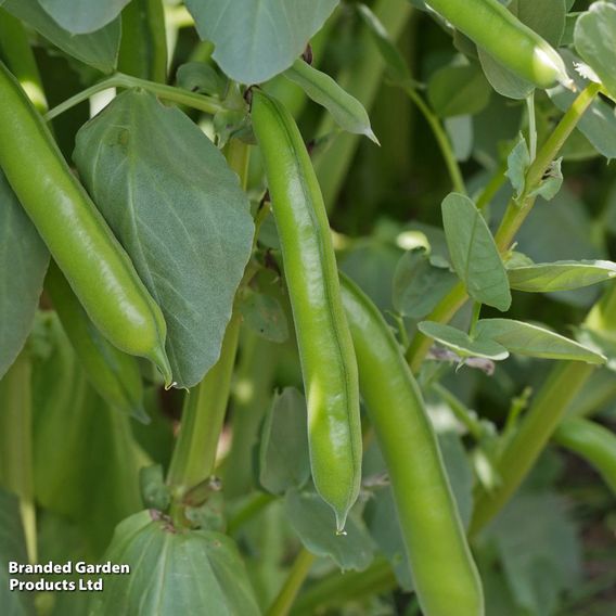 Broad Bean 'The Sutton' - Seeds