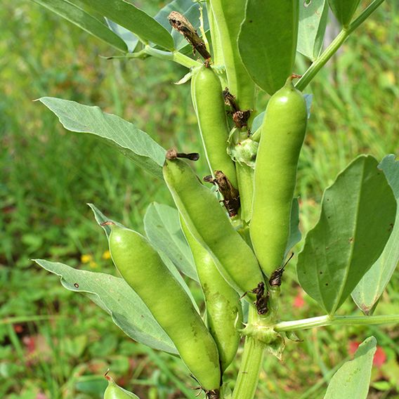 Broad Bean 'The Sutton'