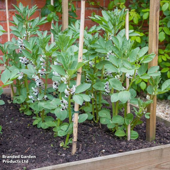 Broad Bean 'The Sutton'