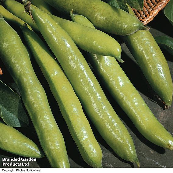 Broad Bean 'Aquadulce Claudia'