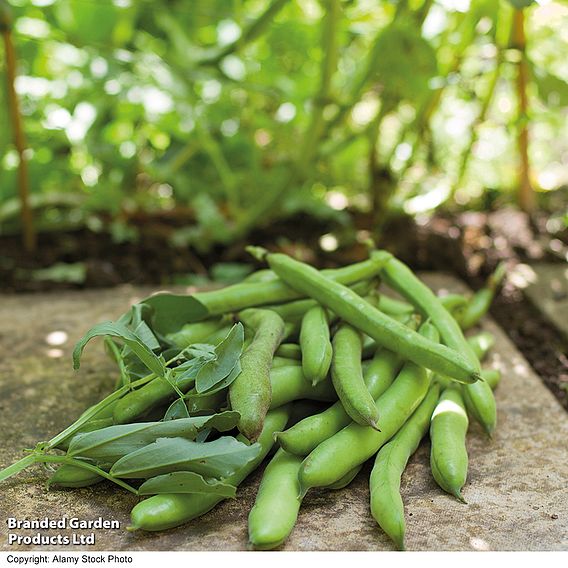 Broad Bean 'Aquadulce Claudia'