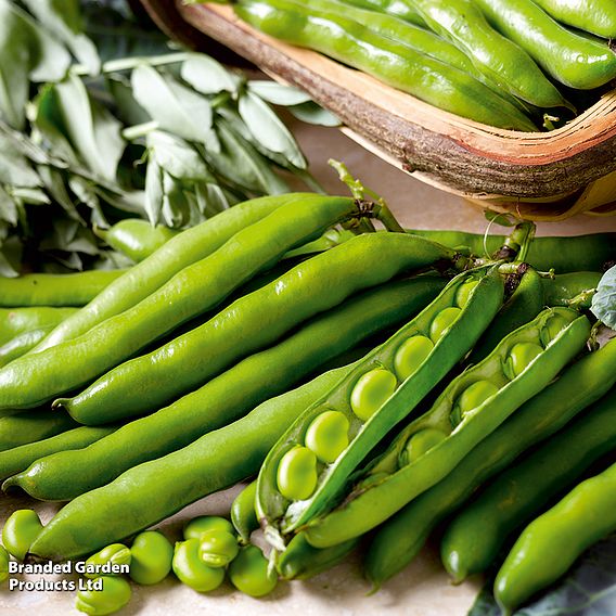 Broad Bean 'Aquadulce Claudia'