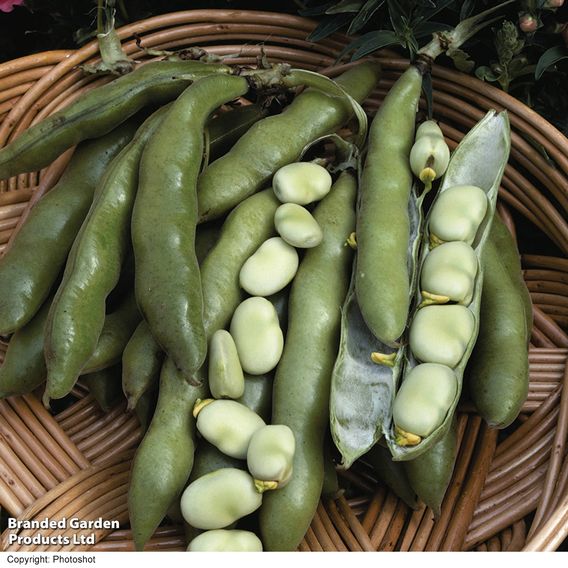 Broad Bean 'The Sutton' - Seeds