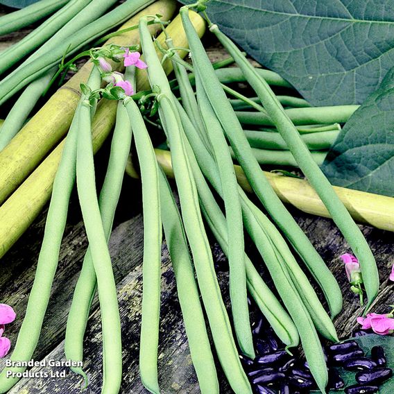 Climbing Bean 'Cobra'