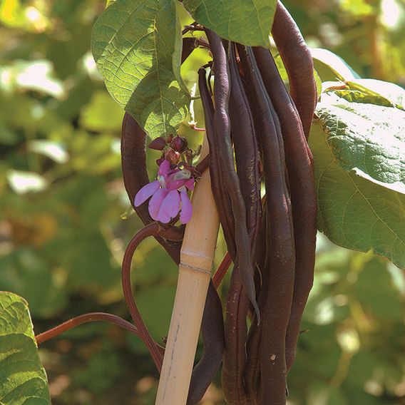 Climbing French Bean 'Blauhilde' - Organic Seeds