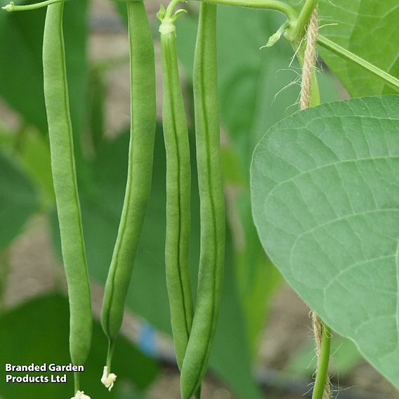 Climbing Bean 'Vine' - Seeds