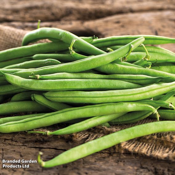 Bean French Climbing 'Cobra' (Organic) - Seeds