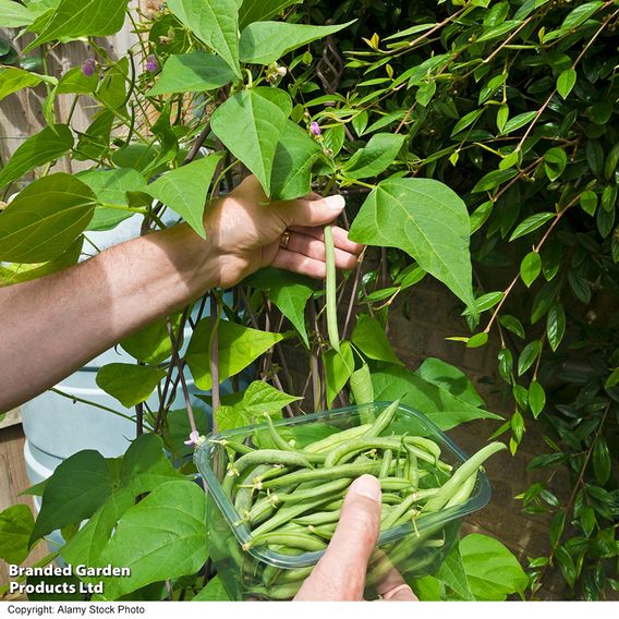 Bean French Climbing 'Cobra' (Organic) - Seeds