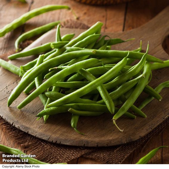 Dwarf French Bean 'Safari' - Seeds