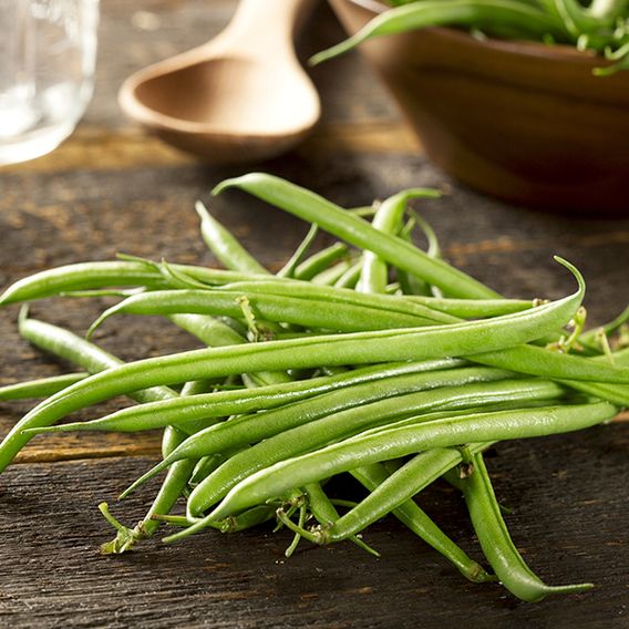 Dwarf French Bean 'Compass' - Seeds