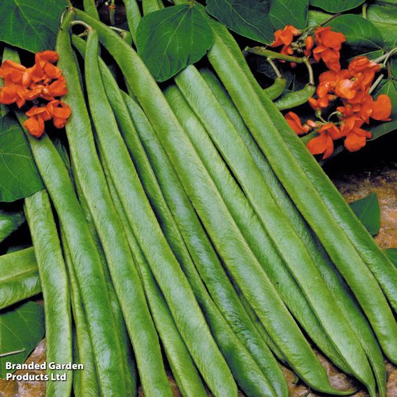 Runner Bean 'Lady Di' - Seeds