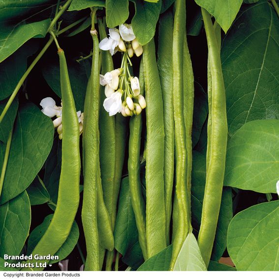 Runner Bean 'Moonlight' - Seeds